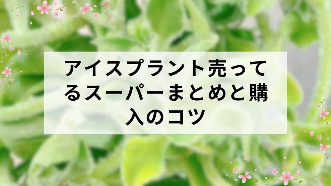 アイスプラント売ってるスーパーまとめと購入のコツ