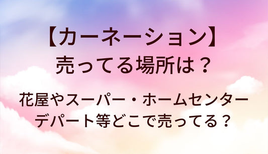 カーネーションはどこで売ってる?花屋やスーパー・ホームセンター等どこで買える？